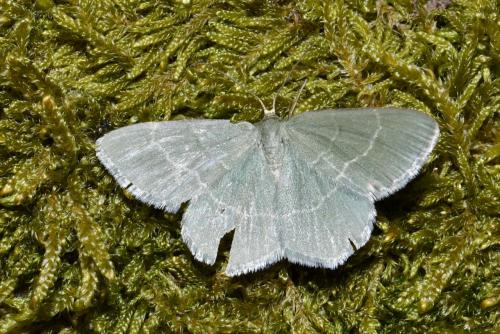 Chlorissa cloraria